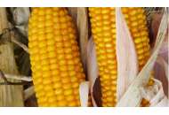 Амарок F1 - кукуруза кормовая, 30 000 семян, Мнагор, Украина фото, цена